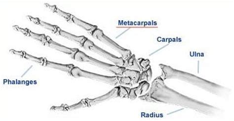 Anatomy and Physiology - The Skeletal System