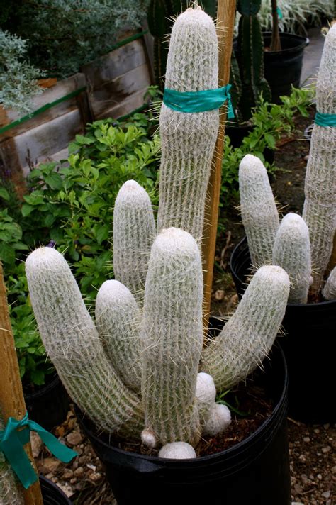 Cacti are all flowering plants, but some have more prominent blooms and there 11. Vivero Growers Garden: May 2011