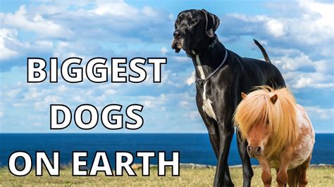 The 10 Biggest Dogs On Earth Youtube