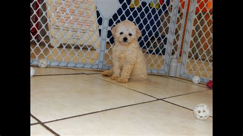 ⭐ all vaccinations done and up to date. Toy Poodle, Puppies, Dogs, For Sale, In Albany, County ...