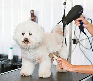 Brush in the direction of the fur: Professional Pet Grooming in Victoria TX | Pet Resort on Main