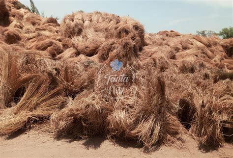 tanta flax is one of the biggest egyptian producers and exporters of flax fibers