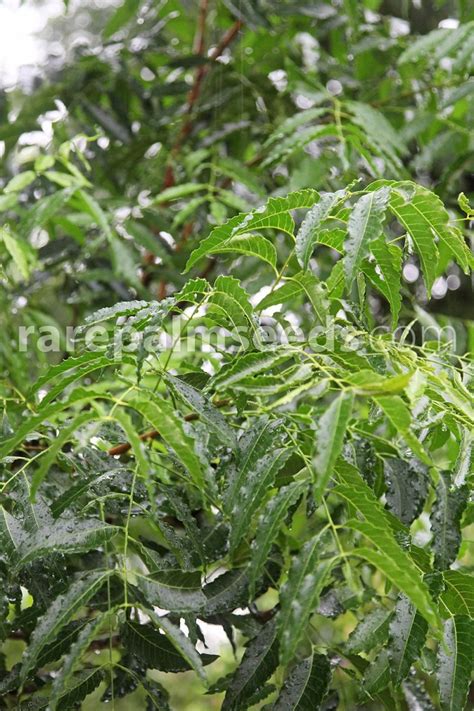 Each part of the neem tree has some medicinal property. Azadirachta indica - Acheter des graines sur rarepalmseeds.com