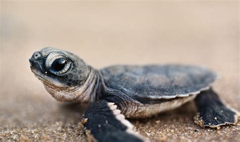 Baby Sea Turtle Wallpaper Photos