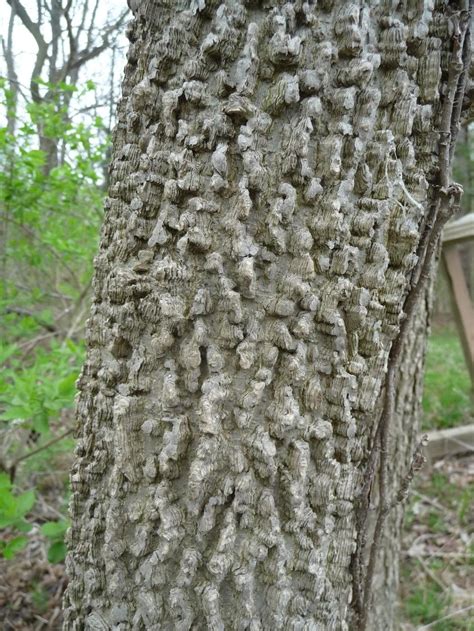 Southern hackberry grows in the following 17 states and provinces: Photo of the stem, scape, stalk or bark of Common ...