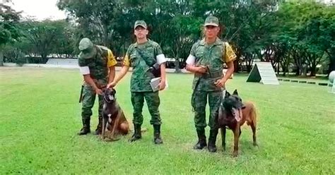 Conoce sobre los binomios caninos del Ejército 24 Morelos