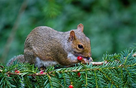 Squirrel Food And Feeding Diet Composition Wildlife Online