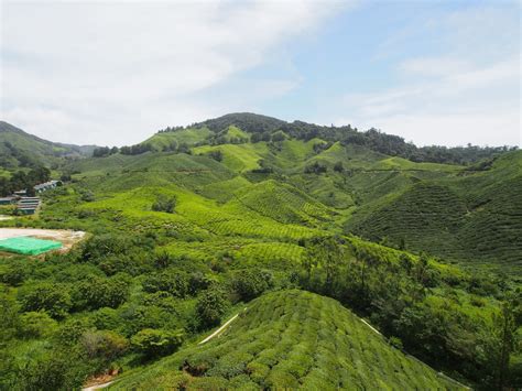 Cameron highlands is situated in pahang, west malaysia. 10 Best Things To Do In Cameron Highlands: A Retreat In ...