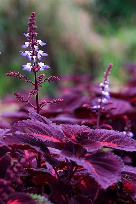 Fleur De Coléus Shade Garden Garden Plants Perennial Garden Purple