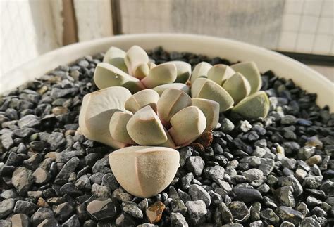 Our flagship publication, cactus and succulent journal, has been the leading publication of its kind since 1929. Succulents That Look Like Rocks - The Home Garden