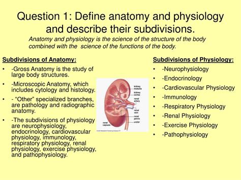 Subdivisions Of Anatomy