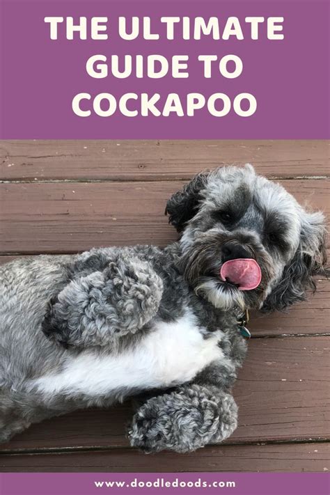 Cockapoos Everything You Need To Know About The Cockapoo In