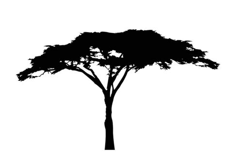 Acacia Tree Silhouette — Stock Vector © Colorvalley 79622692