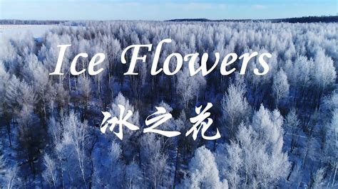 Amazing China Ice Flowers 美丽中国：冰之花 Youtube