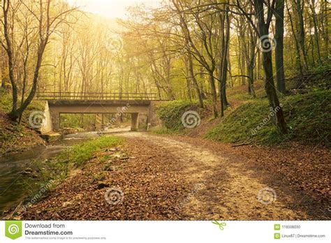 Bridge In The Autumn Forest Stock Photo Image Of Morning Nature