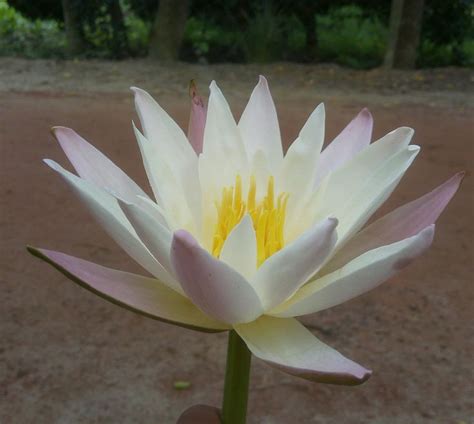 Water Lily National Flower Of Bangladesh Nature Pictures Water
