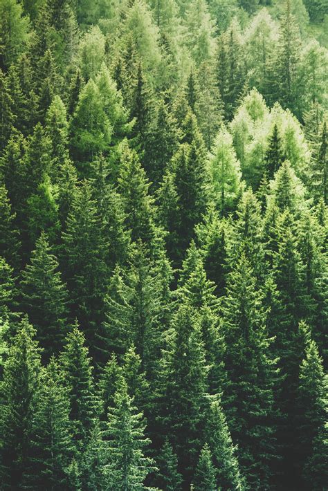 Pine Green Wallpapers Top Free Pine Green Backgrounds Wallpaperaccess