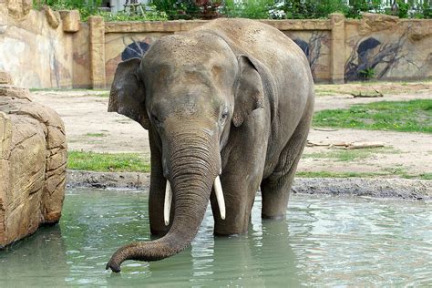 Pe elefant.ro gasesti cele mai bune oferte pentru o gama variata de categorii de produse • avem peste 500.000 de produse in stoc la cele mai mici preturi online • extra reduceri disponibile in fiecare zi. Asiatischer Elefant: Im Zoo Leipzig hautnah erleben