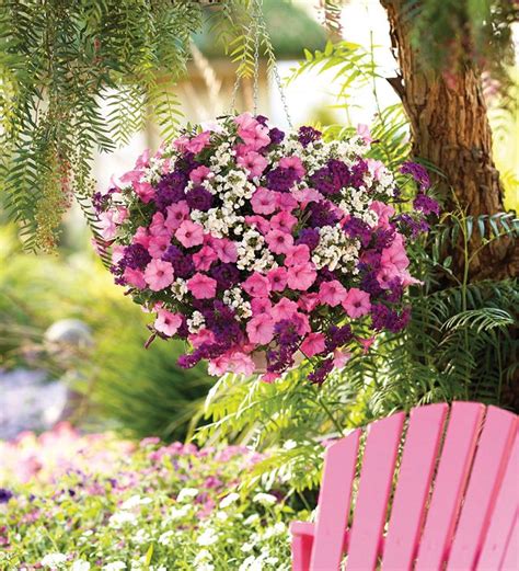 Massive hanging flower basket exploding with purple pink and white flowers. Best Plants For Hanging Baskets | Balcony Garden Web