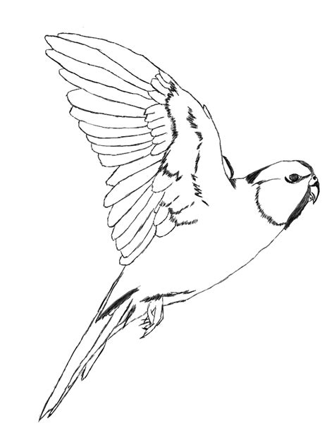 The parakeet is a species of animal found in red dead redemption 2. Parakeet Drawing at GetDrawings | Free download