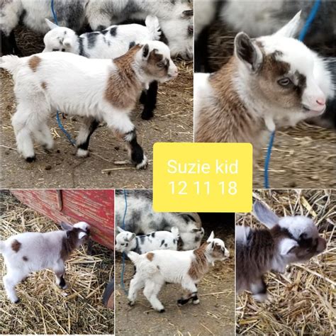 2020 KIDS FOR SALE - PYGMY GOATS FOR SALE COUNTRY FARMS in ...