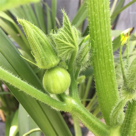 Delicious roasted alone, or in soups. Cucurbita maxima 'Kabocha', Squash 'Kabocha' in GardenTags ...