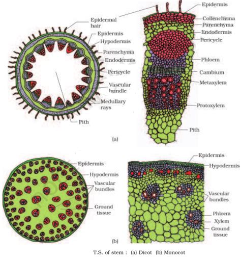 Ncert Solutions For Class 11th Ch 6 Anatomy Of Flowering Plants Biology