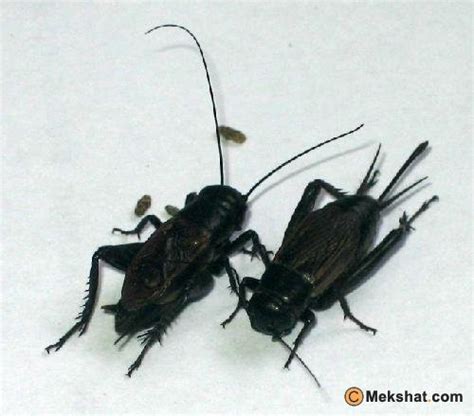 Welcome to the cricket on facebook page! تكفون تشوفون ذا اللشي طبيعي ولا لا - الصفحة 12 - عالم حواء