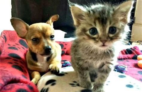 Tiny Abandoned Puppy And Kitten Are Best Friends Bechewy