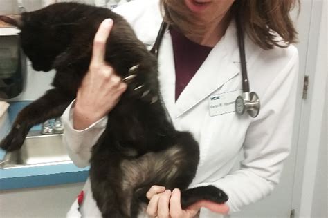 Tail i found this very helpful, and the description was spot on with our cat's injury. 6 Reasons for Hair Loss in Cats - Catster