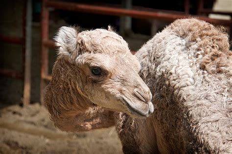 Baby Camel At Memphis Zoo Animal Fact Guide