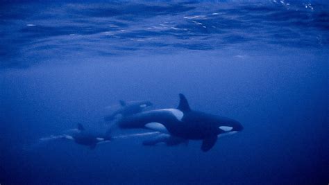 Swimming With Orcas In The Arctic Ocean