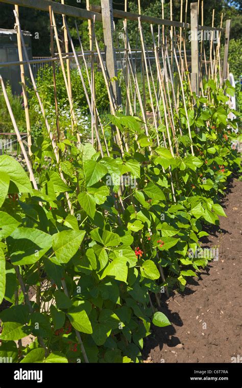 Runner Beans Growing On Allotment Stock Photo Alamy