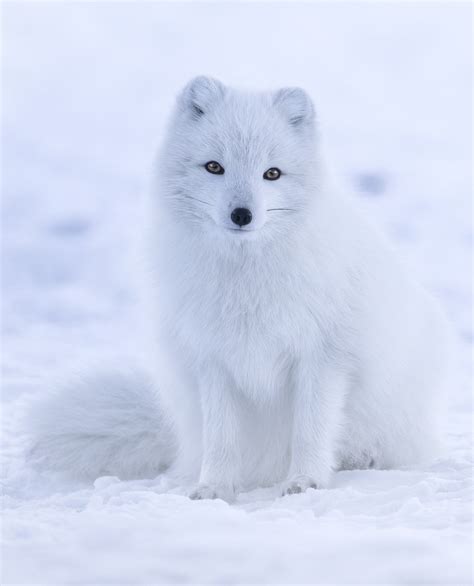 Volpe Artica Arctic Fox Xcvwiki