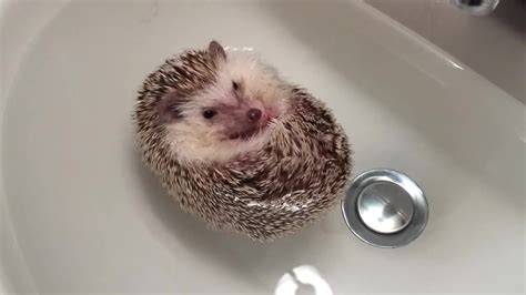 Pin By Reagan On Hedgehog Cute Animals Cute Hedgehog Baby Hedgehog