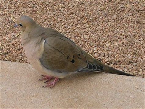 When the young hatch the adults will brood them continually for 4 to 5 days. Mourning Dove