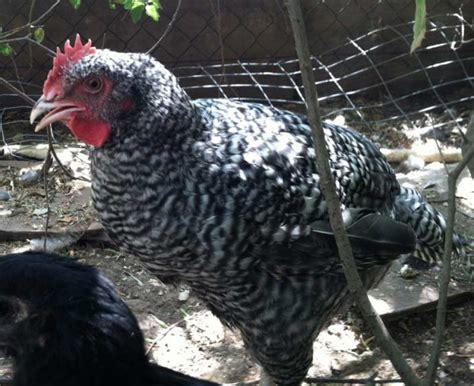 You can do this with a good pair of clippers. 12-week old Barred Plymouth Rock Cockerel - Chickens ...