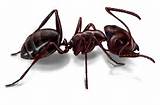 Pictures of Large Black Carpenter Ants