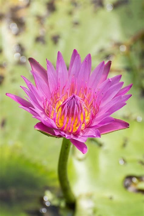 Pink Water Lily Stock Photo Image Of Macro Flower Close 43094746