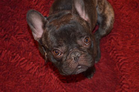 These colors are also often referred to as rare colors. 5280 King Louie Available for Adoption French Bulldog ...