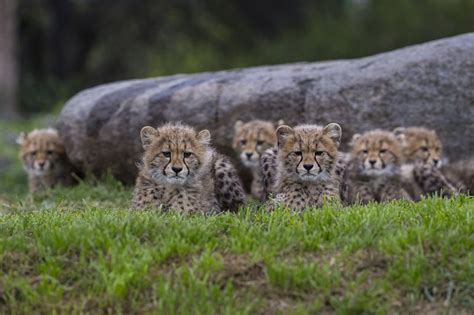 Sensational Six Cheetah Cubs At San Diego Zoo Zooborns