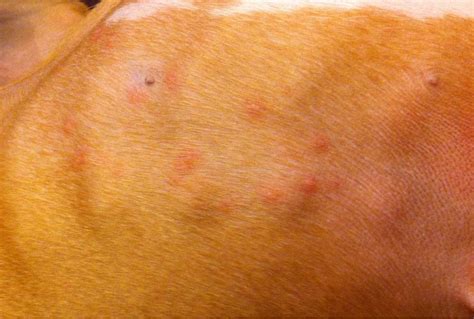 Hives Boxer Forum Boxer Breed Dog Forums