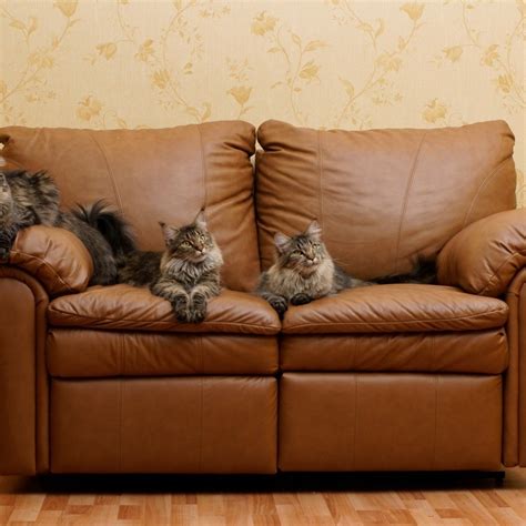 (2) remove the pillow cover and wash it with white vinegar. How to Clean Cat Urine on Leather Furniture | ThriftyFun