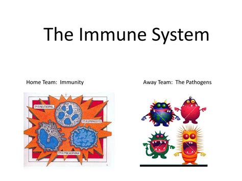 Ppt The Immune System Powerpoint Presentation Free Download Id1899583