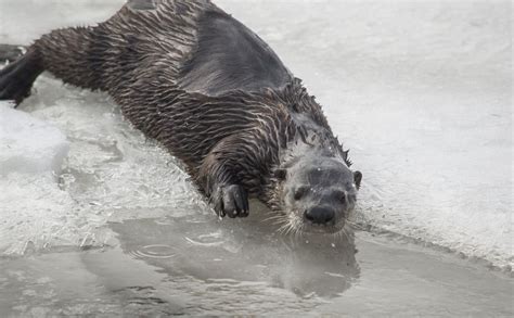 Canadian Wildlife Photography Of The Year Competition Curious Otter