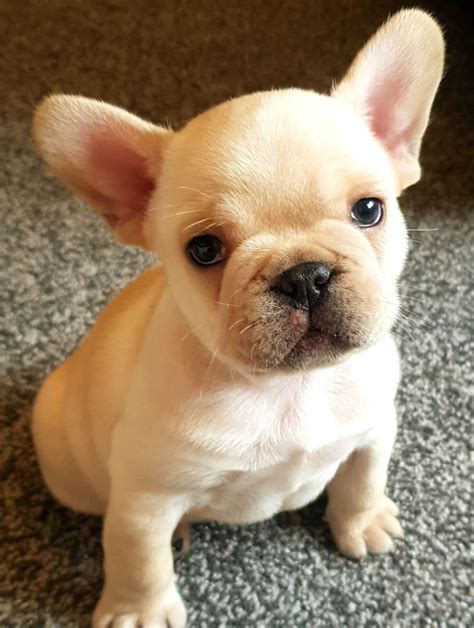 Buy French Bulldog Puppies Online For Affordable Price