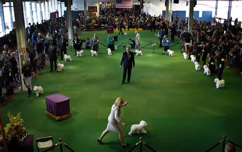 The 2015 Westminster Kennel Club Dog Show Abc News