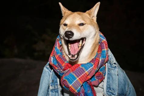 This Dog Makes 15000 A Month Modeling Menswear Let S Meet Bodhi