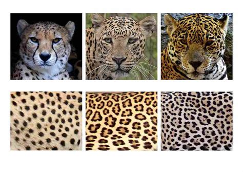 Leopard Vs Cheetah Print Comparing The Spots And Patterns On Leopard
