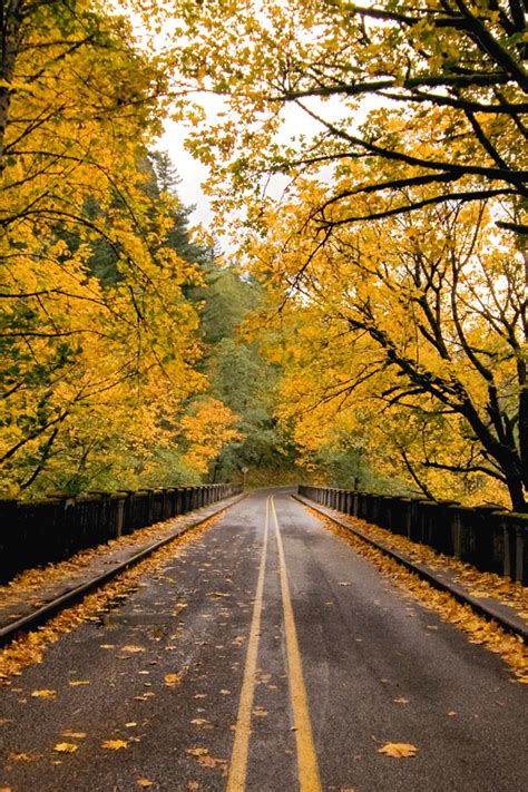 Download Autumn Road Iphone 4s Wallpaper Ipad By Acobb Autumn